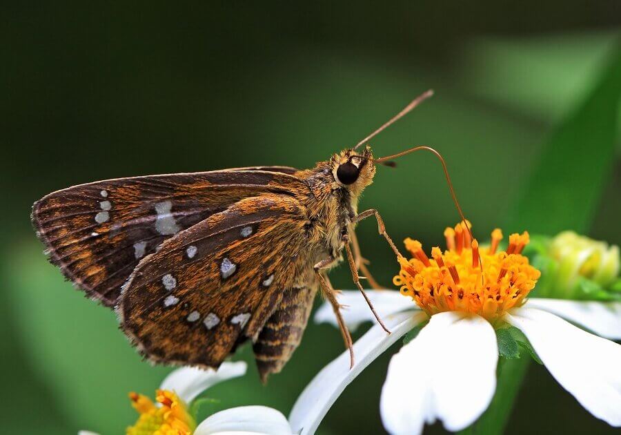 The giant skipper (Megathymus coloradensis ), which can attain speeds of 96 kilometers per hour (60 miles/hour), maybe the fastest butterfly on earth. It is a large butterfly with relatively small triangular wings.