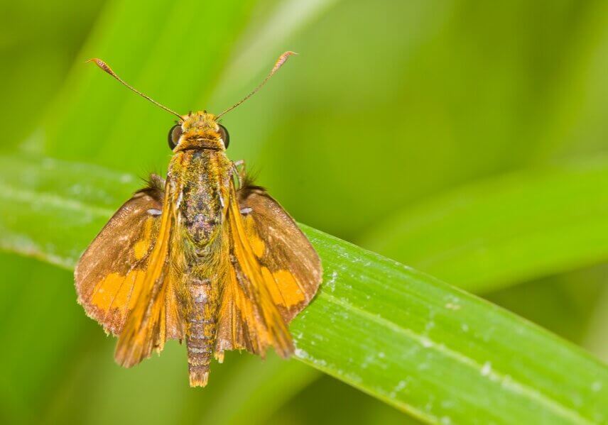  Large skipper butterfly on grass