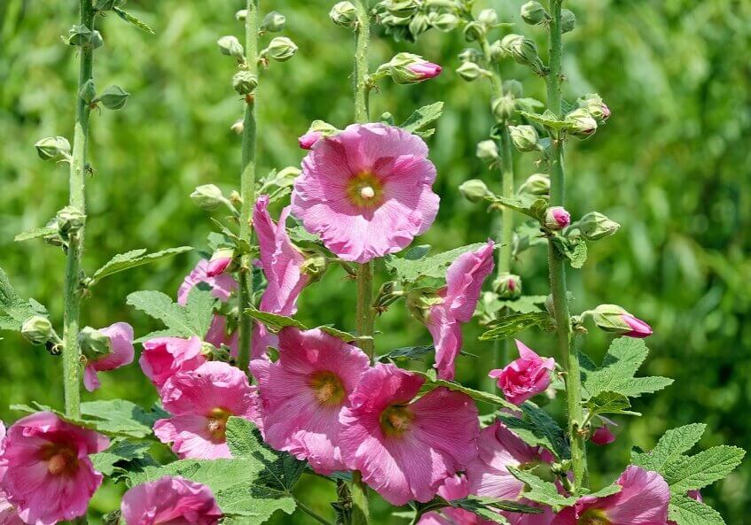 Butterfly bush