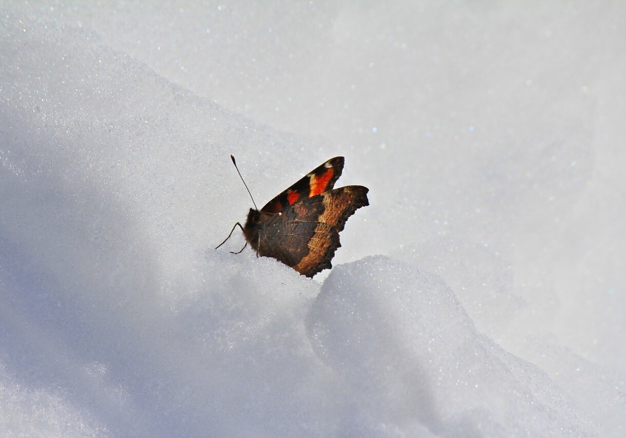 The ivallda arctic butterfly lives in the summits of the California Sierra Nevadas with cold winters lasting up to 10 months.
