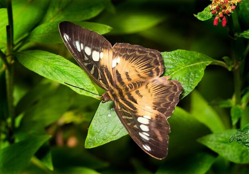 Butterflies live in almost all regions around the world, including the cold regions.