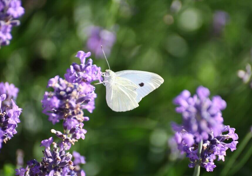 Planting lavenda flowers in your garden can attract butterflies to your garden.