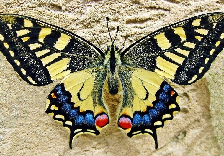 Swallowtail