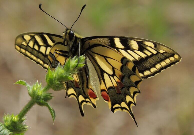 Swallowtail