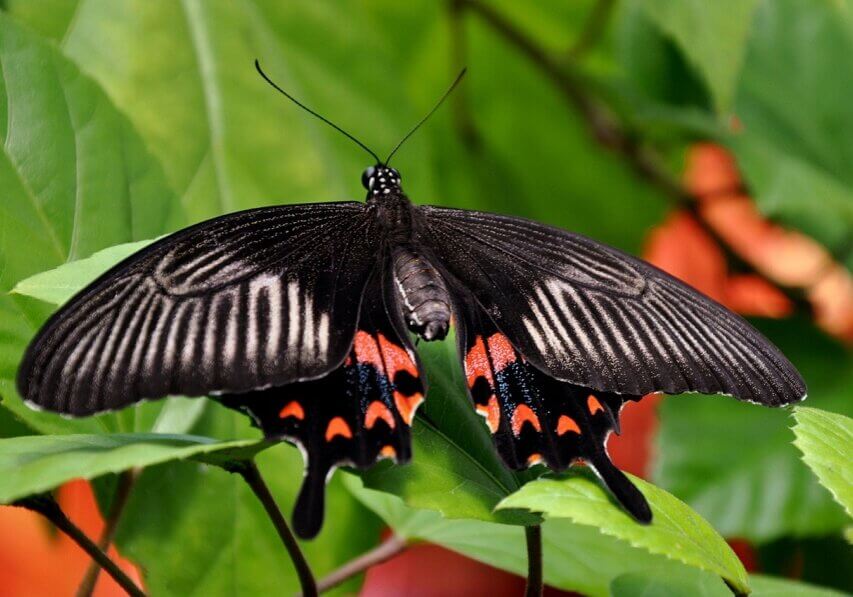 Mormon butterfly