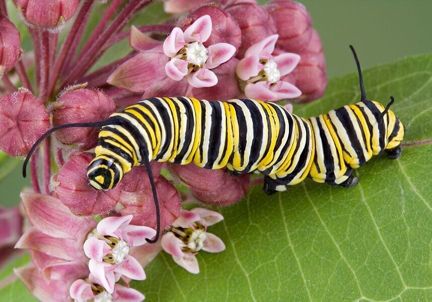 Monarch caterpillar
on a milk plant 