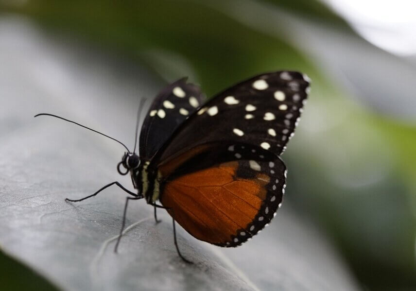 N71_monarch-butterfly_1