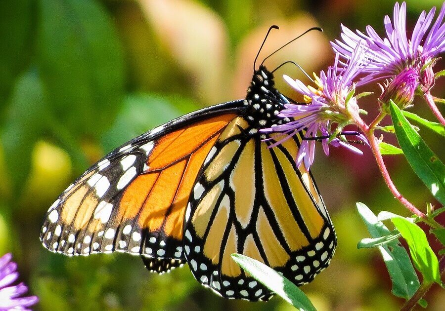 N71_monarch-butterfly_2