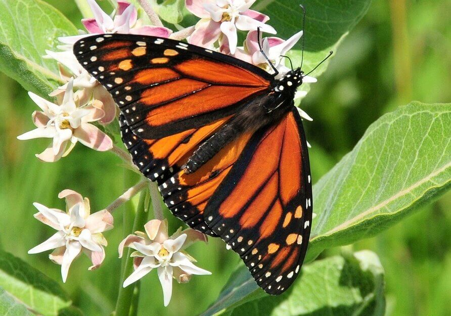 Monarch butterfly