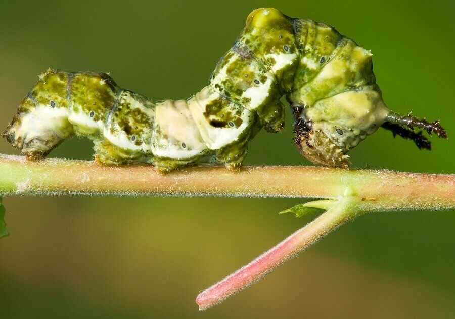 viceroy caterpillar on a willow