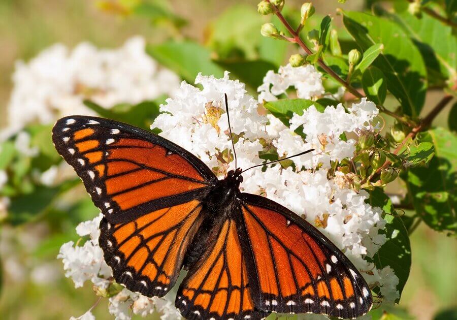 Viceroy on a grape myrtle 