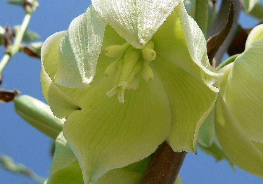Yucca flowers depend on moths for successful pollination.