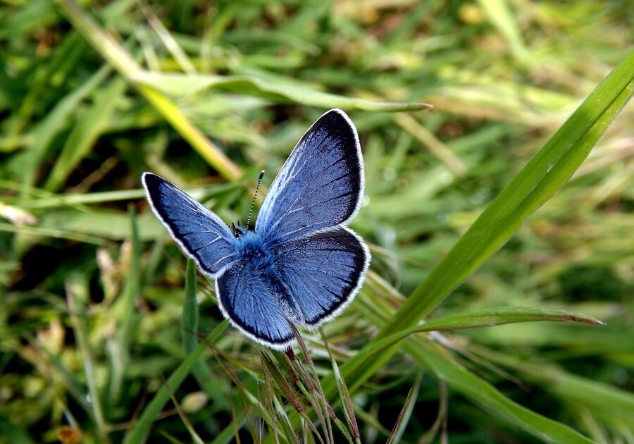 Butterfly in a bush