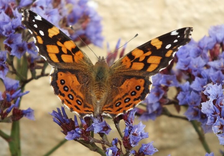 Butterfly wings absorb light at an amazing rate and are very efficient in keeping the butterflies warm.