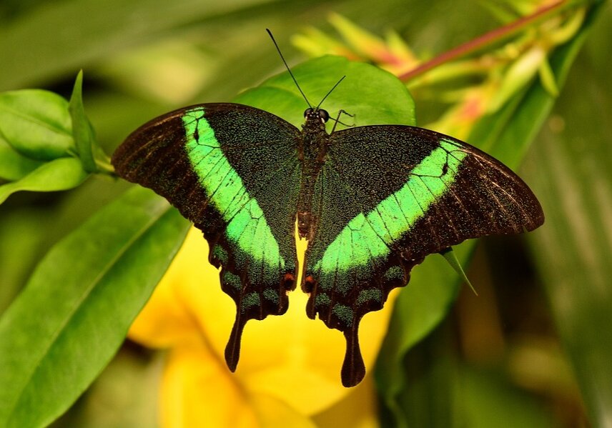 The wing of a butterfly is designed to absorb light quickly and keep it warm during cold weather.