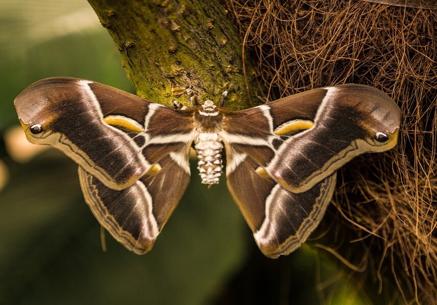 The scales on butterfly wings are arranged to form microscopic honeycomb-like holes into which ridges with an inverse V-shape funnel light.