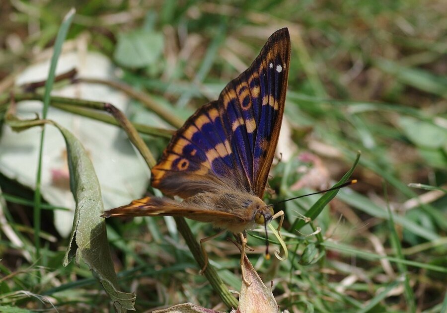 By adopting the solar absorbing architecture of butterfly wings and V-posture, butterflies increase their solar-to-weight ratio17 fold.