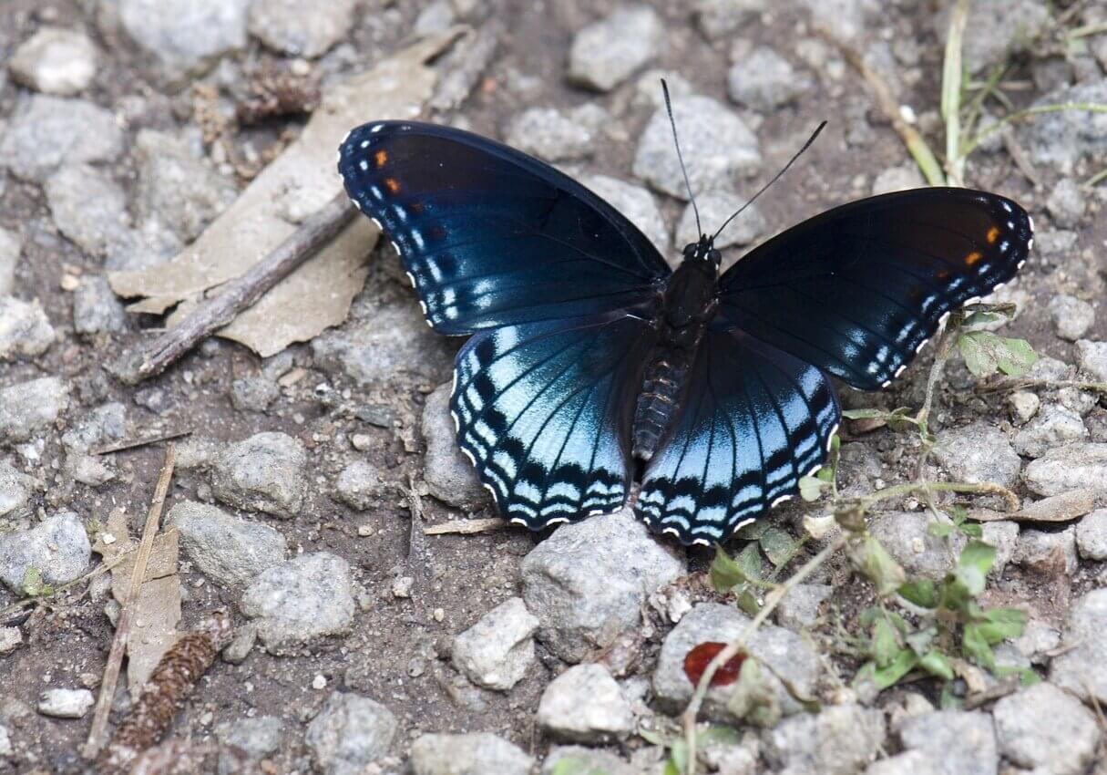 N75_Butterfly_2