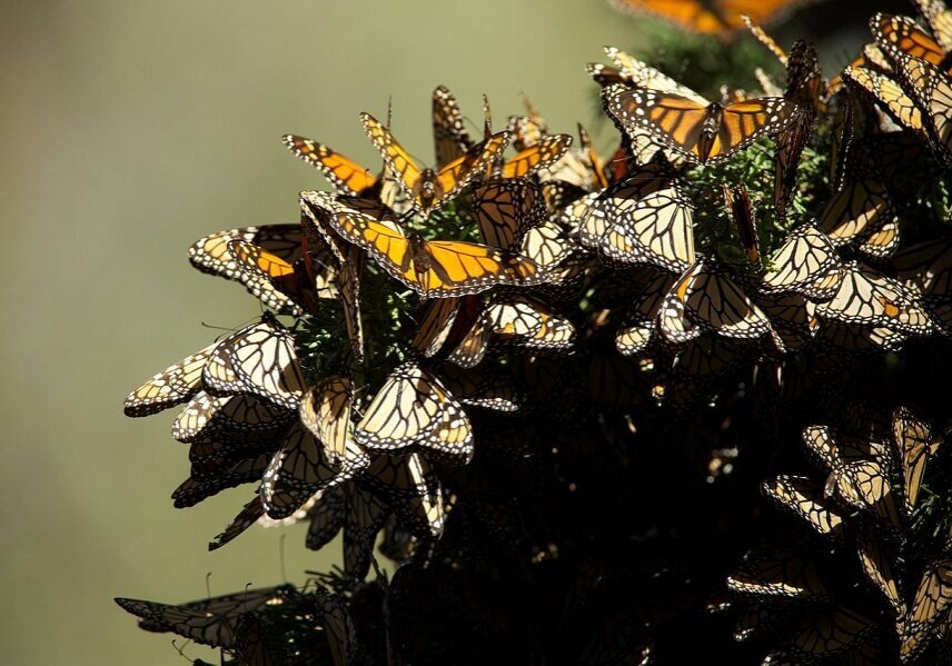Every March, clouds of monarch butterflies set off for Canada and their great-grandchildren return to Mexico the following October.