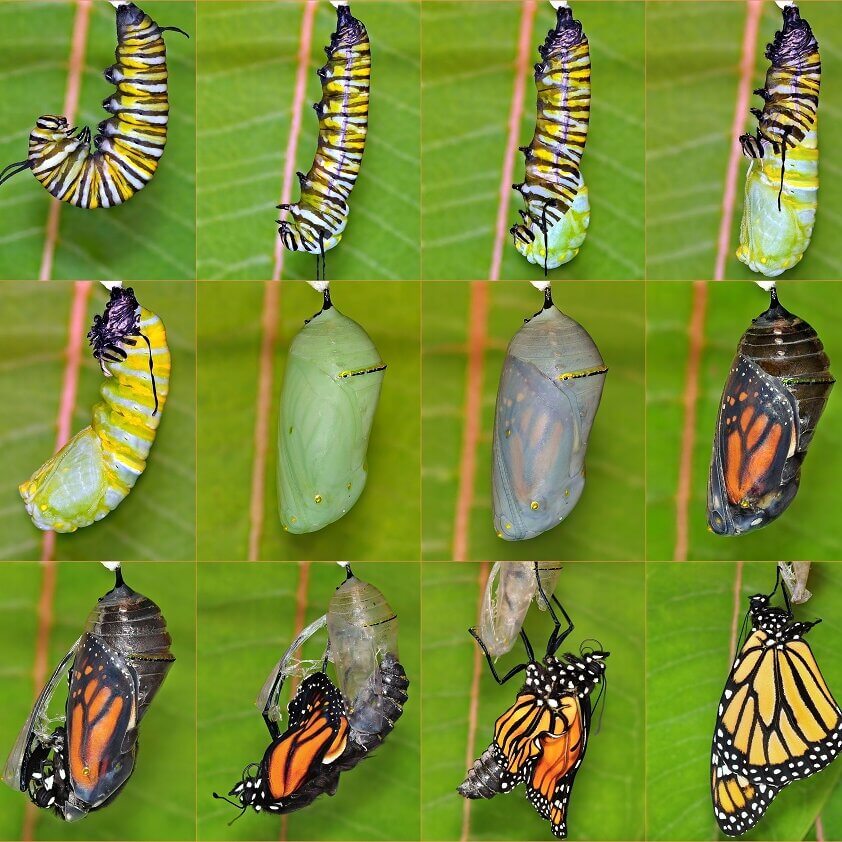 Monarch life cycle