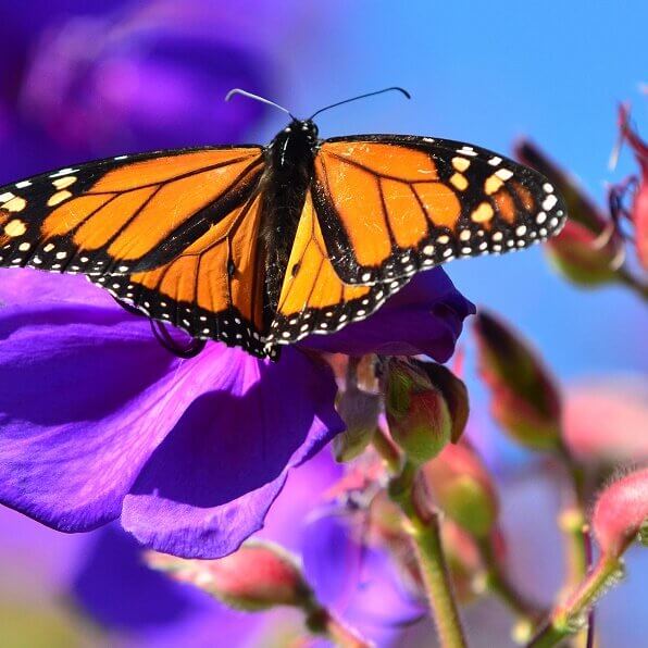 1. Monarch butterflies lay their eggs on milkweed plants and caterpillars exclusively feed on the same plant.