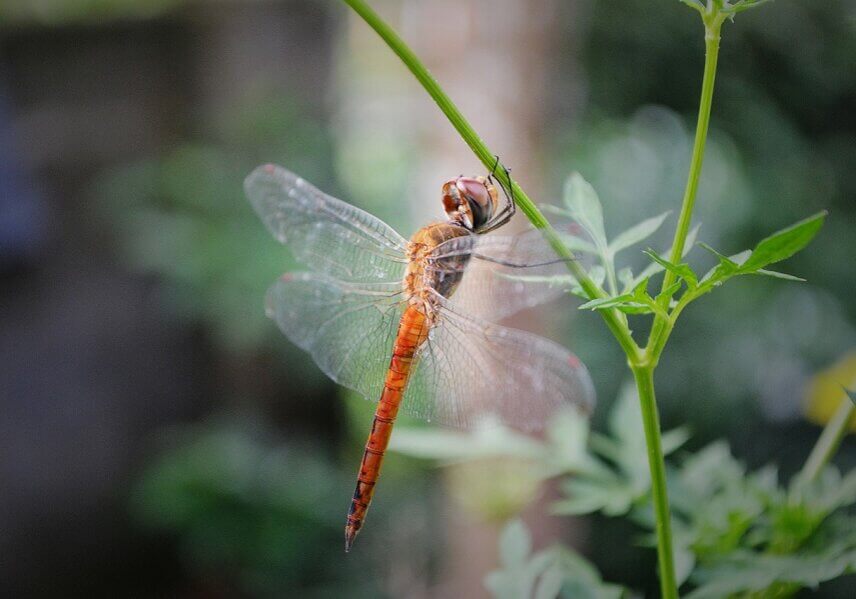 dragonfly on a plant