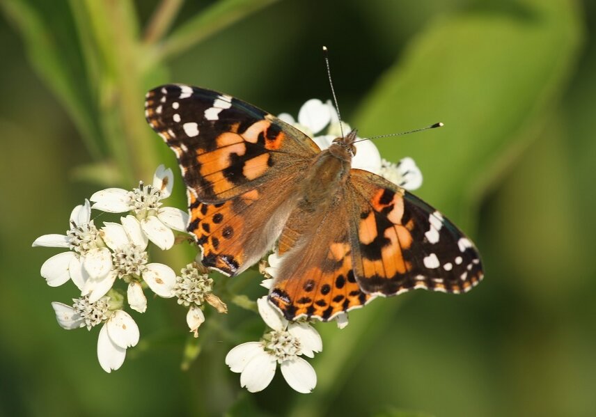 The painted lady butterfly lives on every continent except South America.