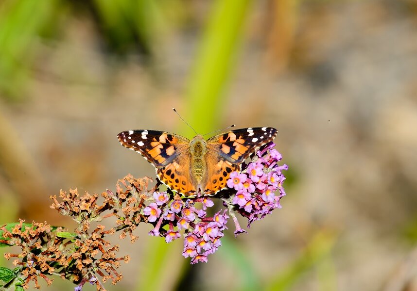 Painted lady on butterfly bush 