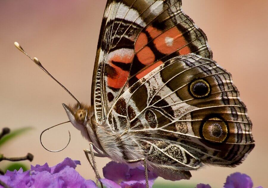 American painted lady butterfly