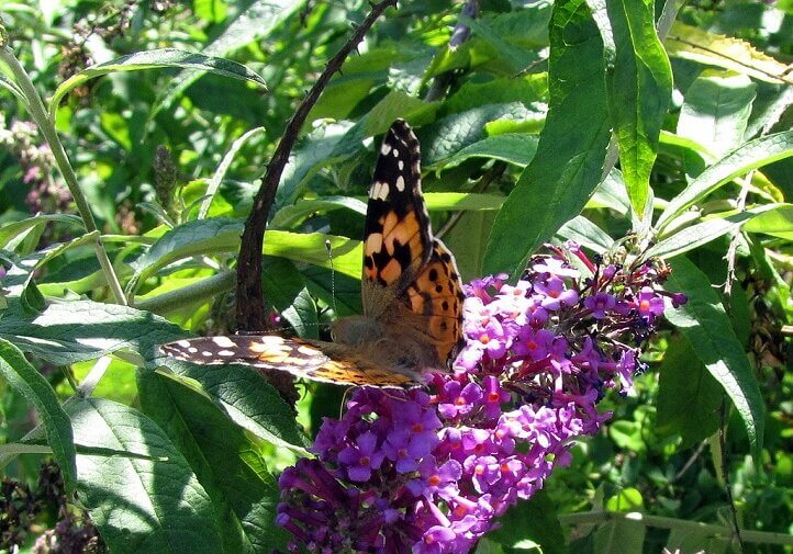 N81_painted-lady-butterfly