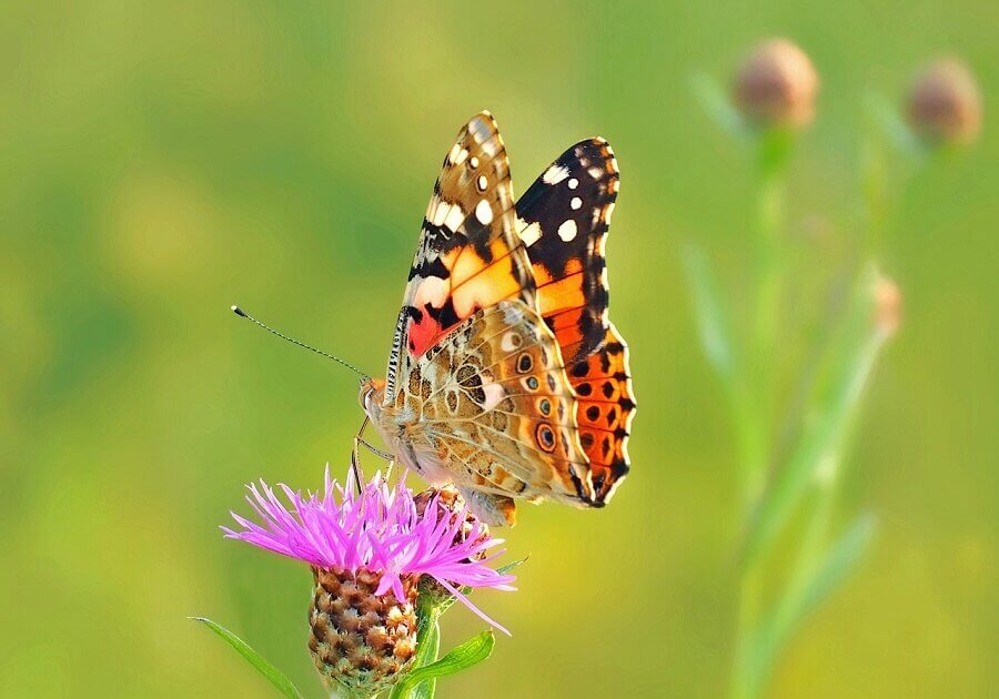 The annual painted lady butterfly migrations, which take six successive generations of painted butterflies to complete, cover a distance of 14,400 kilometers (9,000 miles) and start from the fringes to the Arctic and end in West Africa.