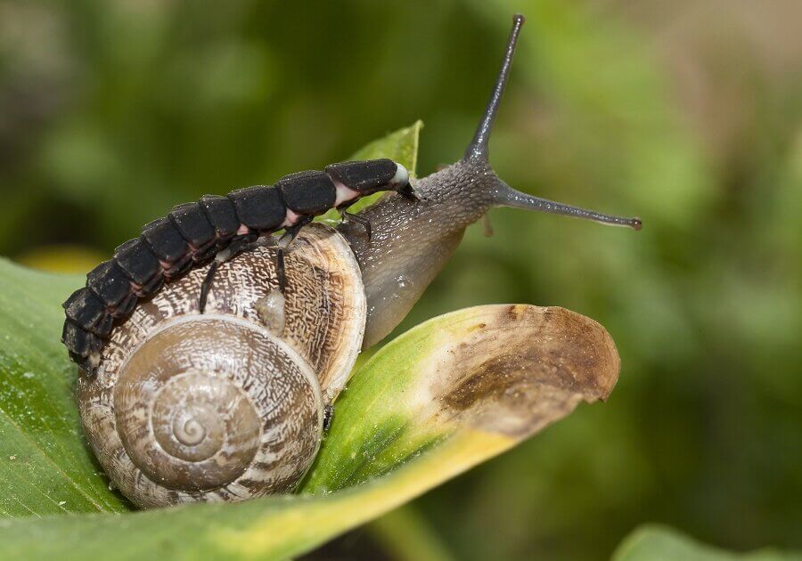 Fireflies eat both animals and plant products, depending on their stage in life.