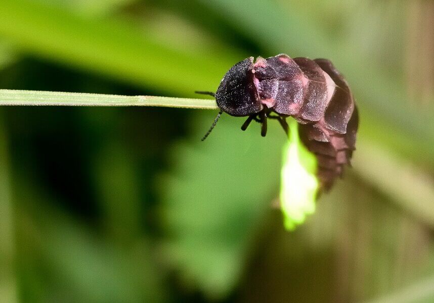 Firefly Larva