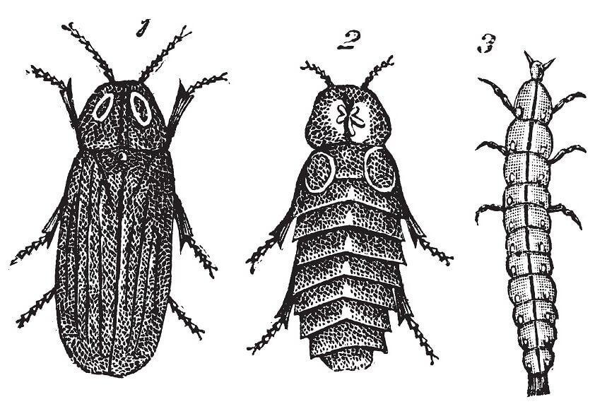 1) Male  2) Female  3) Larva