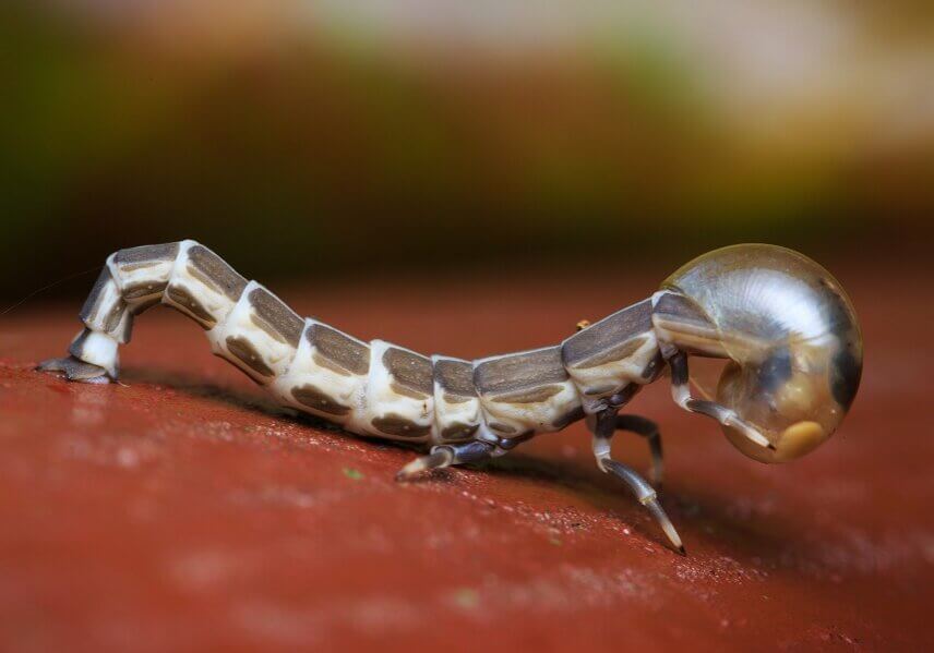 Firefly larva also produce light at night.