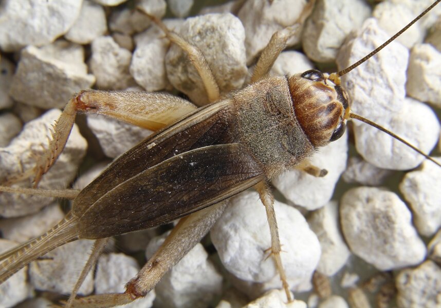 Crickets are related to katydids (family Tettigoniidae), comprising of about 6,000 different species