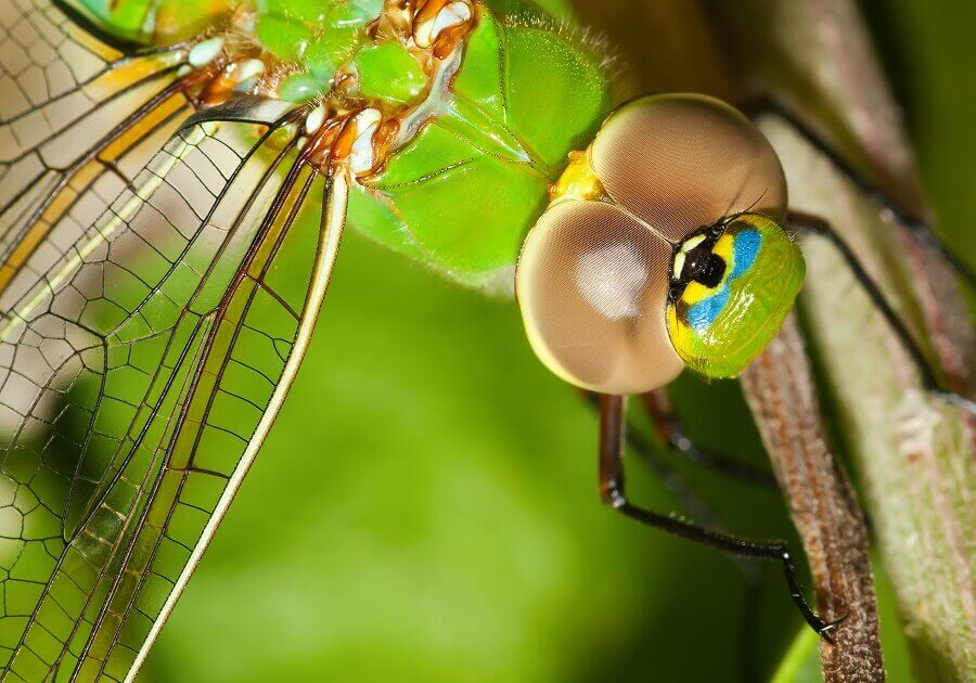The head of a green dragonfly with its prominent eyes.