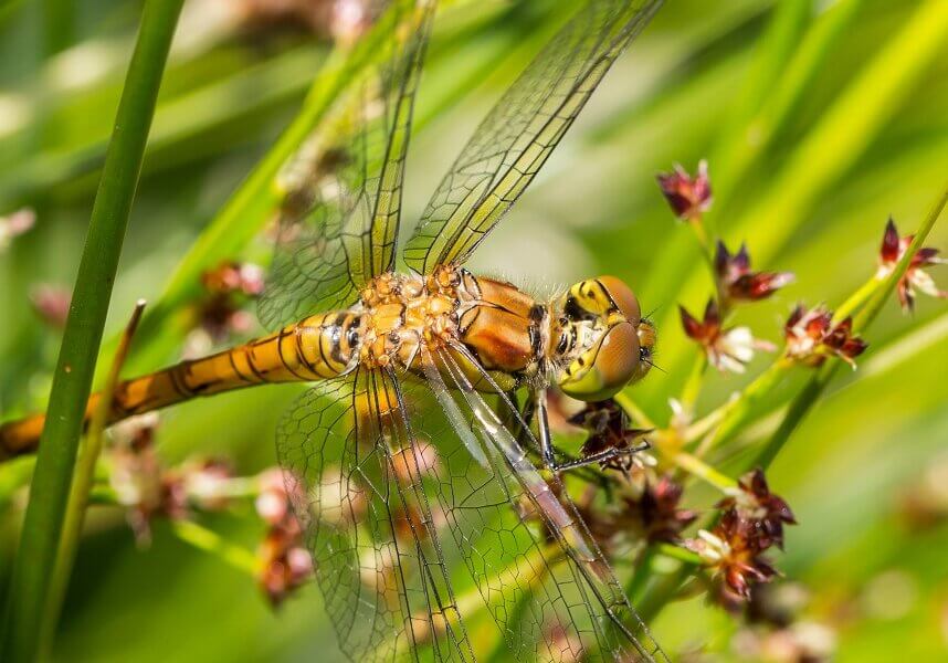 N8_Dragonfly_2