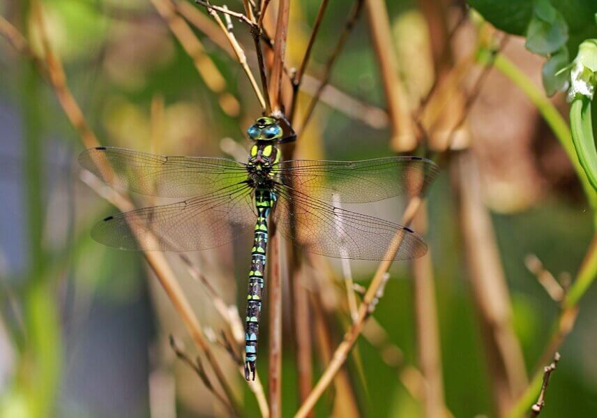 N8_Dragonfly_6