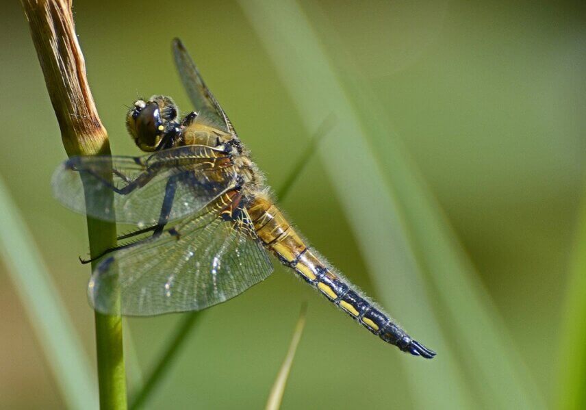 Dragonfly with white wings and yellowish body