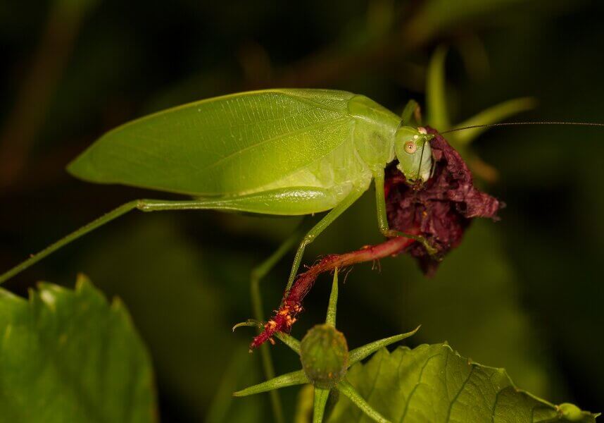 Green Katydid