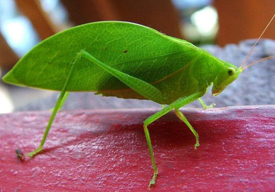 Katydid on red flower petal.