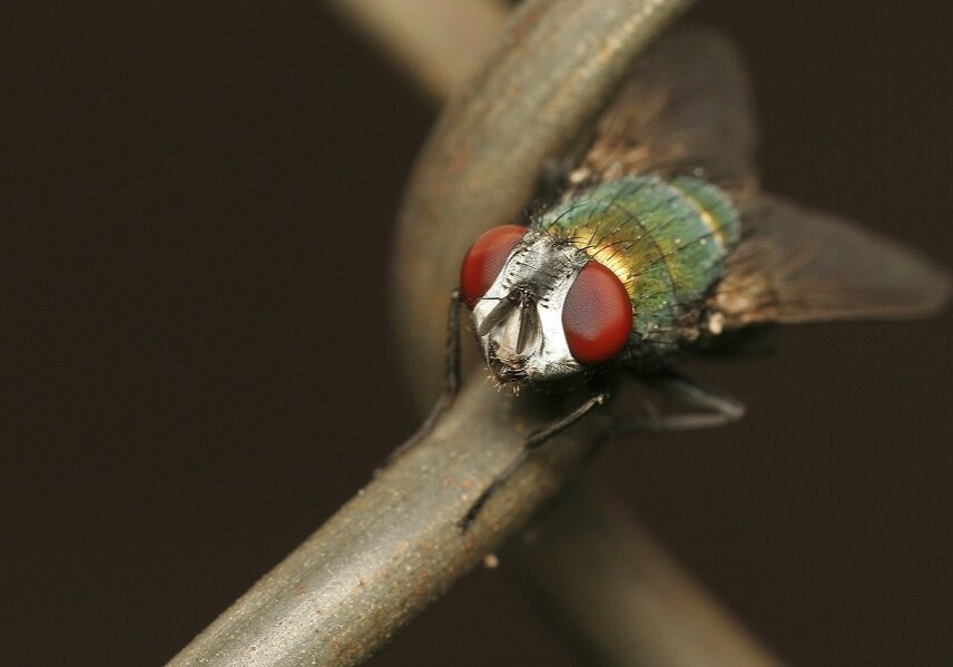 The larvae of African fly (Polypedilum vanderplanki) turn into a mummified condition to survive severe drought.