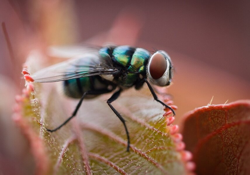 The metabolism of the larva of the African fly ceases completely until they are revived by the next rains.