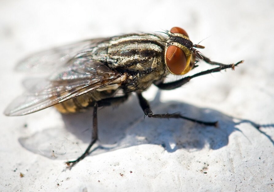 A housefly (musca domestica) may pick up microbes from contaminated waste such as feces and pass them on when they land on foodstuffs.