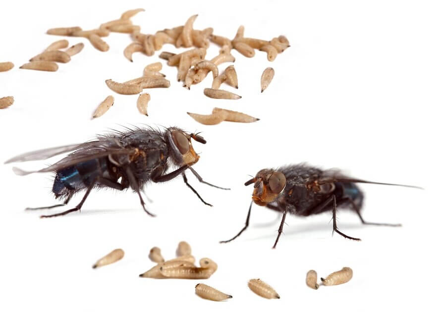 The best way to get rid of houseflies around the home is to interrupt the breeding cycle.