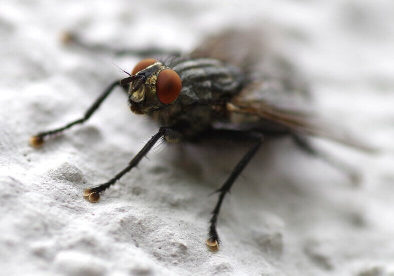 A fly lives for 15 to 30 days, depending on the prevailing conditions.