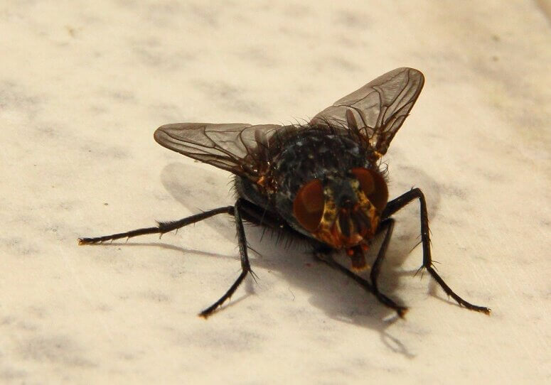 A newly hatched female housefly is capable of reproduction within 2 to 3 days.