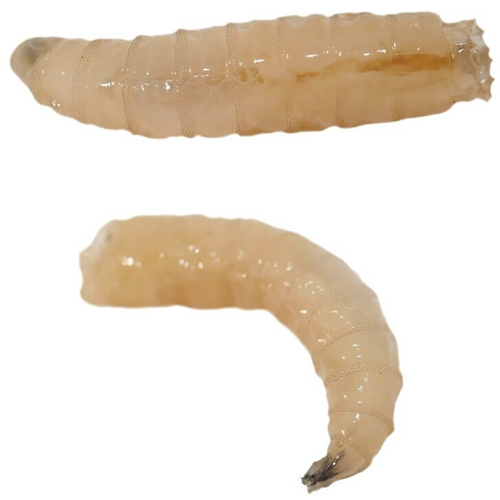 Housefly eggs hatch into larvae (commonly referred to as maggots) within hours of the eggs being laid.