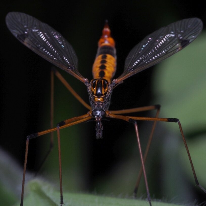 Besides having two wings, crane flies have halteres, another distinguishing feature unique to flies, which give them aerial agility.